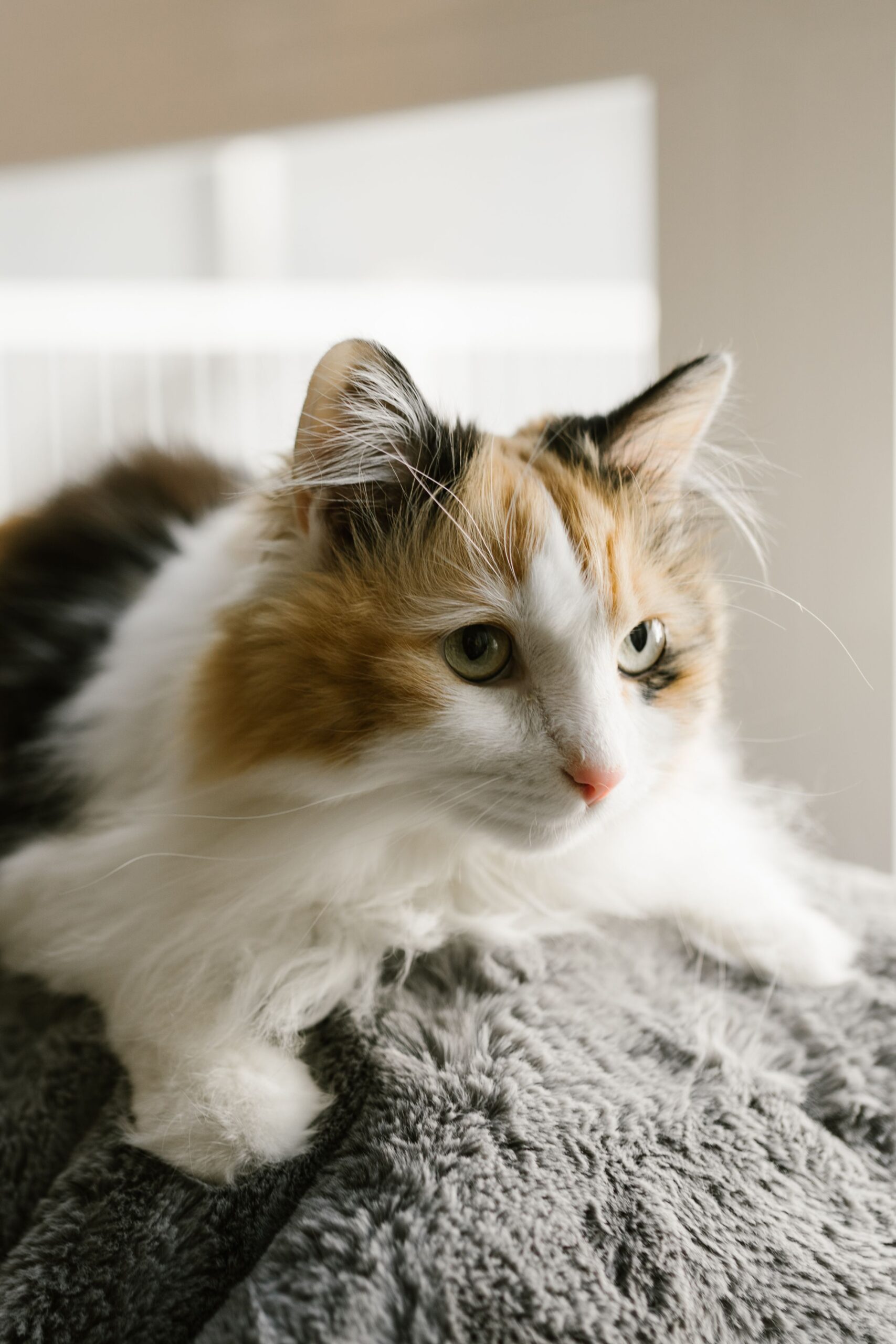 Need the best dog walker or pet sitter in Highlands Ranch, Colorado?