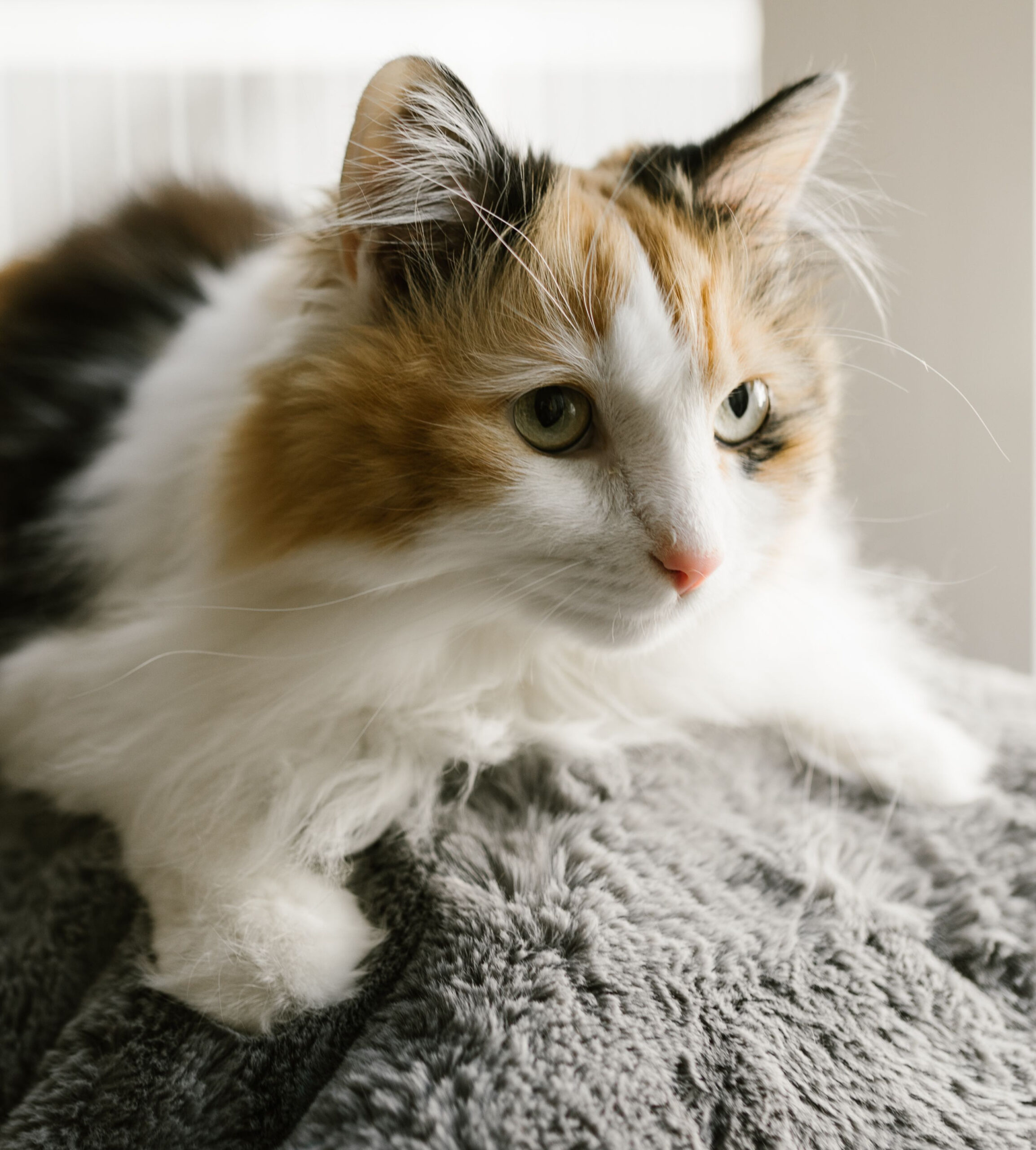 Professional Dog Walking & Pet Sitting Services in Highlands Ranch, Colorado